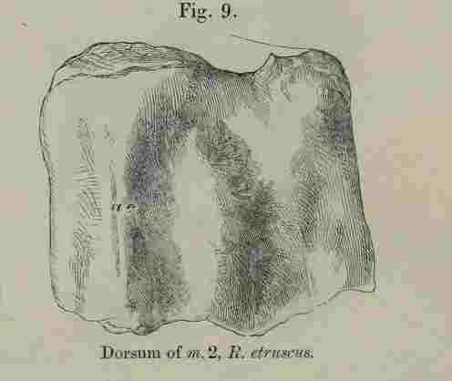 Molar of R. etruscus
