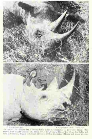 Schillings shot rhino