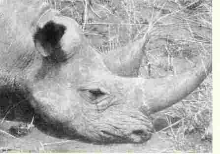 Head of shot rhino
