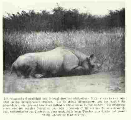 Black rhino in Tanzania