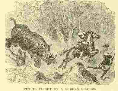 Rhino charge 1909