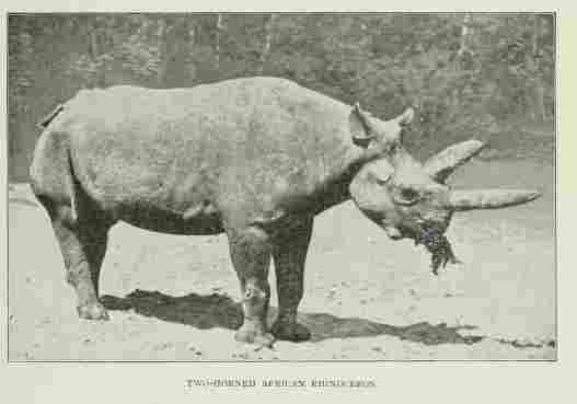 Lundeberg black rhino