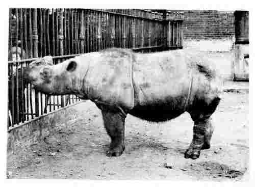 Sumatran rhino from Chittagong in London Zoo