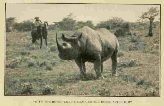 Scull rhino and horse
