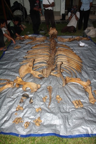 Java rhino skeleton