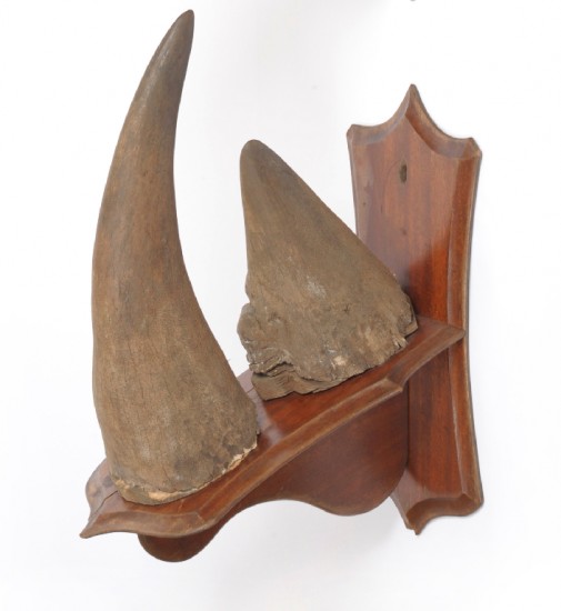 Black rhino horn 1920