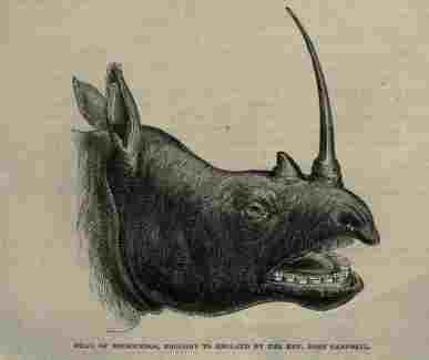 Campbell's rhino 1865