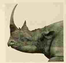 Black rhino head