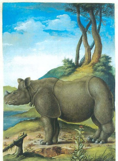 Madrid rhino 1577 gouache