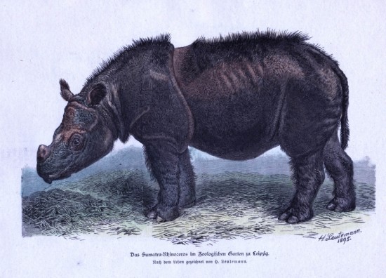 Sumatran rhino in Leipzig