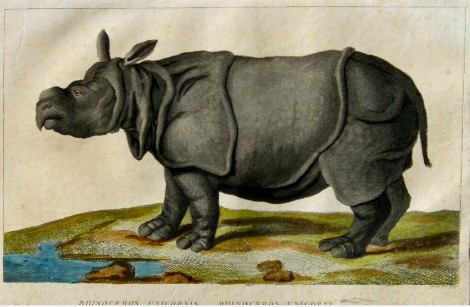 The Versailles rhino