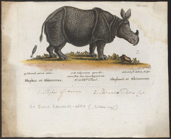 Seligmann Rhinoceros