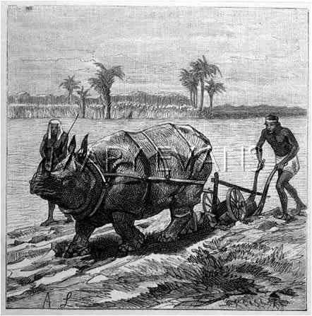 Rhinoceros ploughing