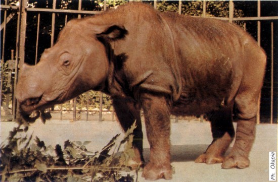 Sumatran rhino