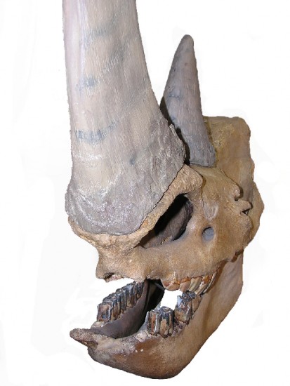 Woolly rhino in Etten, skull