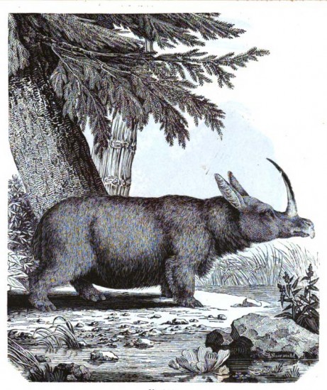 Rhinoceros tichorhinus 1842