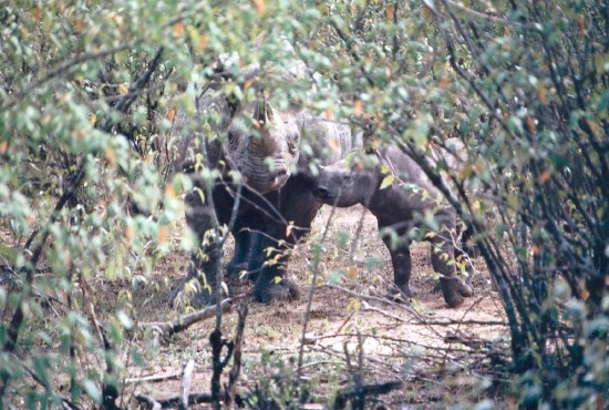 Mara rhino calf