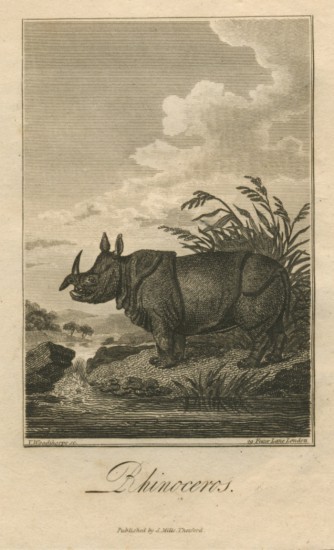 Campbell's rhino