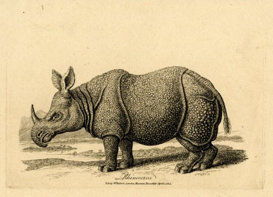 Howitt Rhinoceros 1812