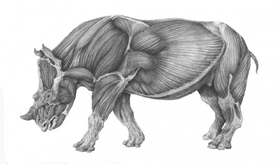 Stephanorhinus etruscus (Falconer) reconstruction by Angelo Barili 