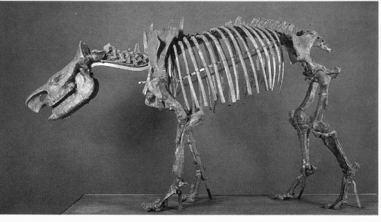 Dicerorhinus (Stephanorhinus) etruscus (Falconer) from Capitone (Umbria, Central Italy)