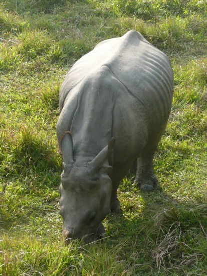 Indian rhinoceros browsing