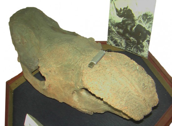 Coelodonta antiquitatis (Blum.) skull from Altay
