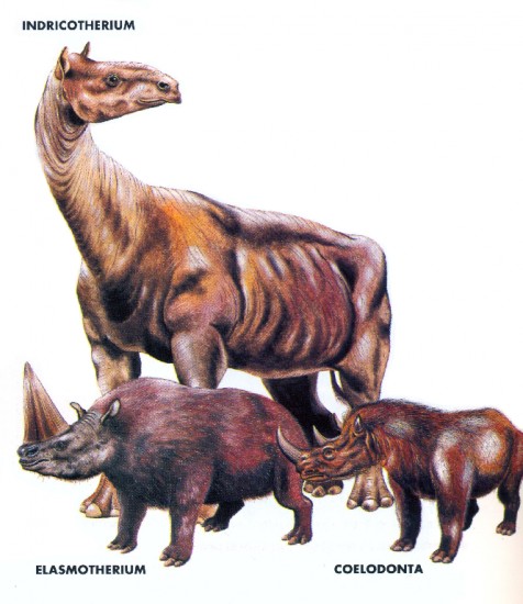 Indricotherium, Elasmotherium and Coelodonta