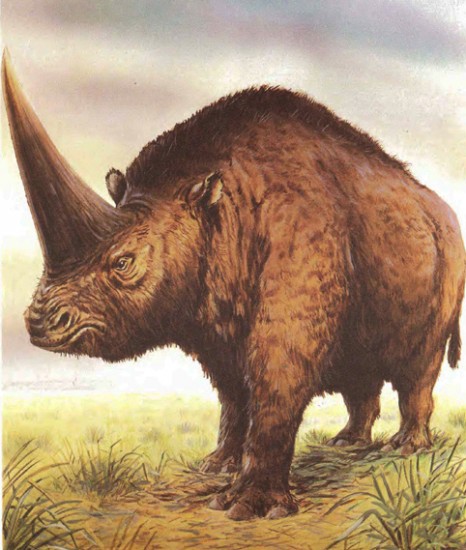 Elasmotherium sibiricum (Fischer v. Waldheim)