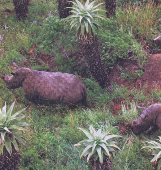 Rhinoceroses in Thanda Reserve, Hluhluwe, Zululand