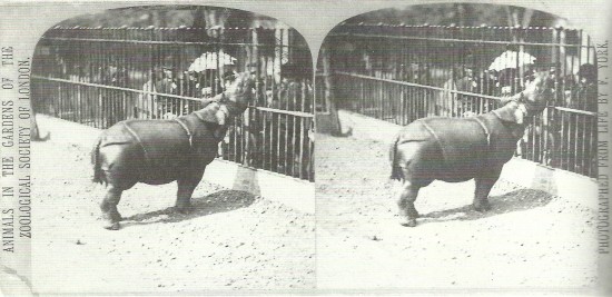 Javan rhino in London