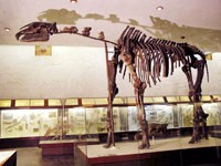 The Indricotherium skeleton (PIN RAS, Moscow)