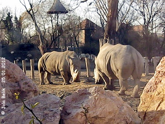 Budapest white rhino