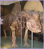 Elasmotherium sibiricum (Fischer) skeleton