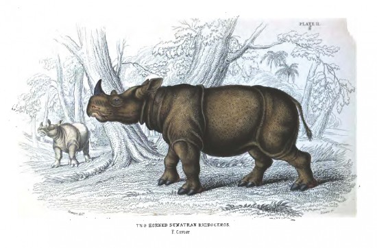 Two-horned Sumatran rhino
