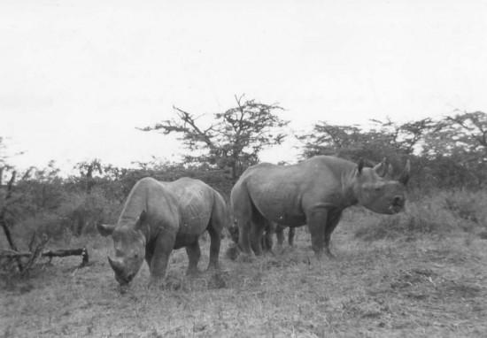 Hartley 1949 black rhino