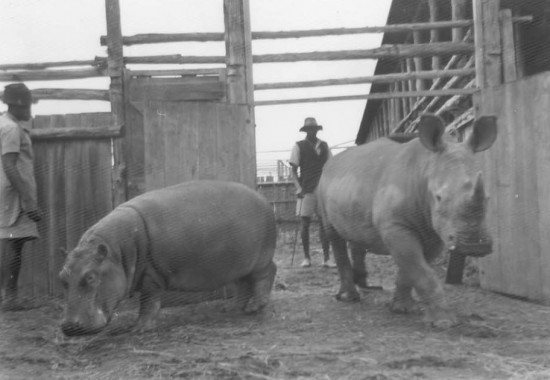 Hartley: rhino and hippo