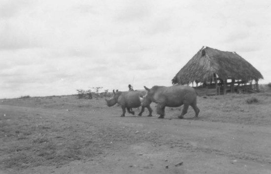 White rhino at Rumuruti
