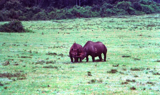 Black rhino pair