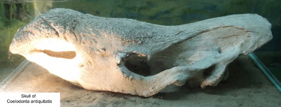 Coelodonta antiquitatis (Blum.) skull, Natural History Museum in Ulaanbaatar
