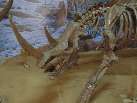 Coelodonta antiquitatis (Blum.), Natural History Museum in Ulaanbaatar