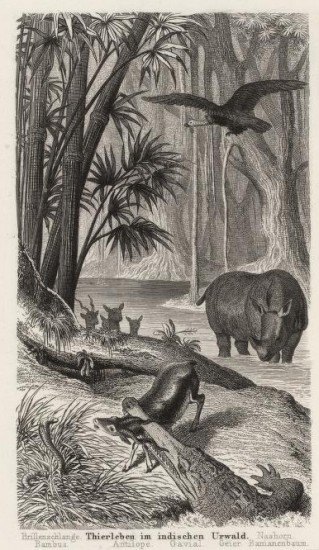 Indian jungle 1860