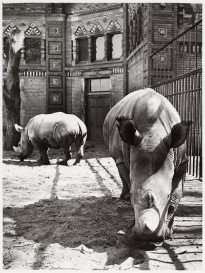 Antwerp Zoo rhino house
