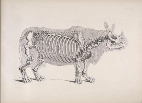 Pander 1821 skeleton