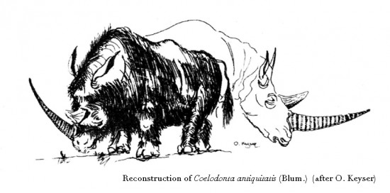Coelodonta antiquitatis (Blum.) by O. Keyser