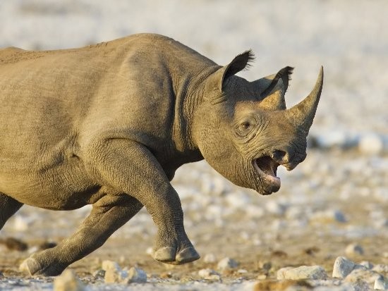 Rhino attack (by Paolo Torchio)