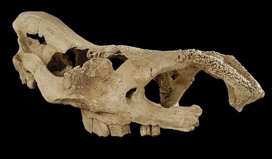 The Coelodonta tologoijensis skull from Bad Frankenhausen (Germany)