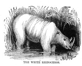 Dalziel White Rhino