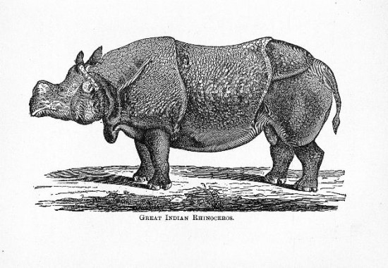 Wood 1897 Indian Rhino