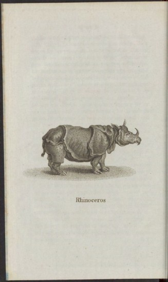 Wildinge Rhinoceros
